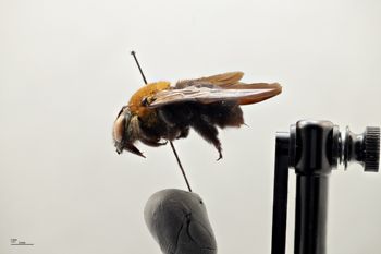 Media type: image;   Entomology 810854 Aspect: habitus lateral view